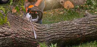 How Our Tree Care Process Works  in  Hamilton City, CA