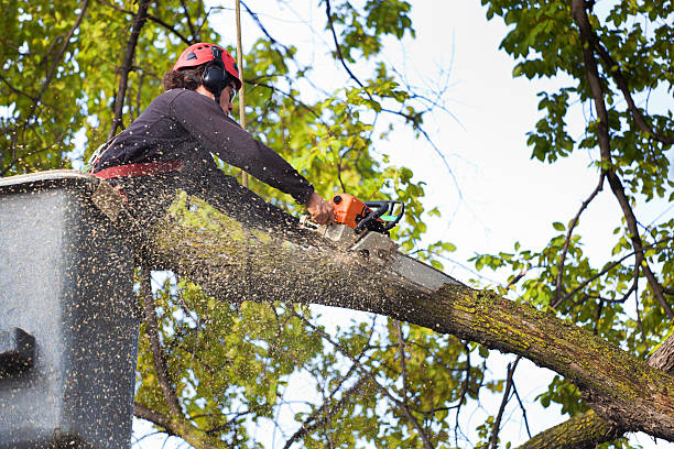 Trusted Hamilton City, CA Tree Services Experts